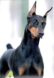 Health Problems In Doberman Pinscher - Annie Many Protective Dogs Protective Dog Breeds Doberman Pinscher