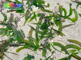 Image result for Thalassia hemprichii