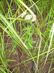 Image result for Agathisanthemum