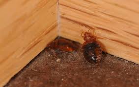 Our bed bug exterminator professionals use effective methods to rid homes of bed bugs. Bed Bugs Toronto Pest Control Exterminator Toronto Toronto Rats