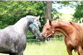 Wie lange ist ein kastrierter hengst noch zeugungsfähig? Einsam War Gestern Hengsthaltung Heute Horse Love Der Blog Rund Um Die Liebevolle Pferdehaltung