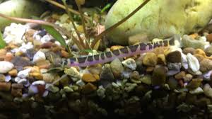 Kuhli loaches are extremely shy and really only come out at night. How To Take Care Of Kuhli Loaches Keeping Tropical Fish