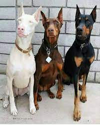 We are a small kennel taking great pride in quality as well as healthy happy puppies for show or pet. Boston Terrier Hunde Boston Hunde Terrier Boston Hunde Terrier Check More At Http Hunde Cute Dogs And Puppies Doberman Puppy Doberman Pinscher Dog