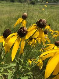In fact some bunnies just love them! How Prairie Plants Disperse Seed Dickinson County Conservation Board