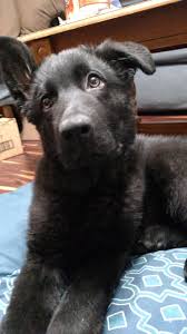 We did not find results for: Toy Please Storyful Dog Best Pinterest Dog Profile All German Shepherd German She German Shepherd Photography German Shepherd Puppies German Shepherd Dogs