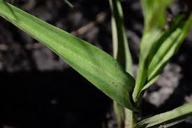 Image result for Habenaria kilimanjari