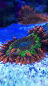 Rock Flower Balled Up And Not Settling Reef2reef Saltwater And Reef Aquarium Forum