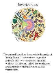 Stealing nurse uniform by a. Vertebrates And Invertebrates Powerpoint Ks1