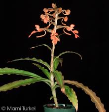 Image result for Habenaria macrostele