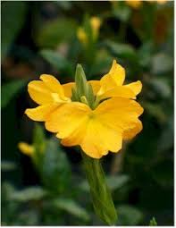 Image result for Crossandra infundibuliformis