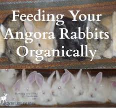 We have therefore come to the conclusion that if a rabbit needs a mineral block, it must need it's feed changed. Angora Rabbits 101 Feeding Angora Rabbits Organically Joybilee Farm Diy Herbs Gardening