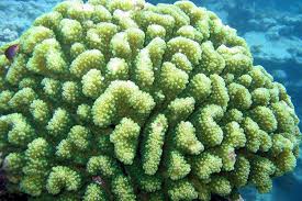 Image result for Mohria marginalis