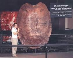 Stupendemys geographicus, the largest prehistoric turtle species