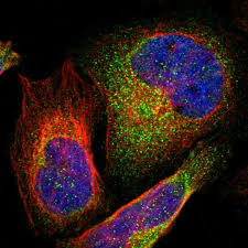 This is the code you need to train a resnet model and submit to the human protein atlas competition. Slc6a3 Antibodies The Human Protein Atlas