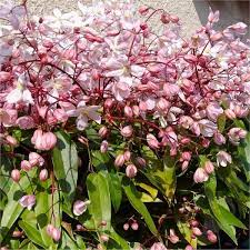 Clematis armandii is a beautiful vine with evergreen leafage and early, fragrant blooming. Clematis Armandii Apple Blossom Scented Evergreen Spring Flowering Clematis Garden Plants Evergreen Clematis Clematis Armandii Clematis For Shade
