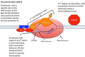 Therefore, it leads its life cycle in two different ways. Lambda Phage Wikipedia