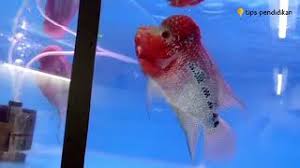 Hallo sobat kali ini usaha bisnis akan membahas tentang cara budidaya ikan louhan di dalam aquarium,akuarium atau tank untuk pemula yang bisa di terapkan di. Inilah Tips Cara Budidaya Ikan Louhan Agar Cepat Besar