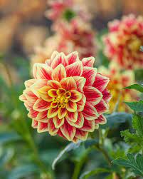 Dahlia Ballego S Glory At Aston Pottery Dahlia Dahlias Orangedahlia Dahliaflower Flower Flowers Flowerstagram Orange Beautiful Flowers Flowers Plants