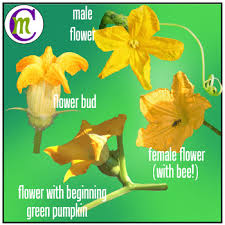 The vines are thriving, and there have been many male flowers blooming. Pumpkin Life Cycle Clipart By Crunchymom Teachers Pay Teachers