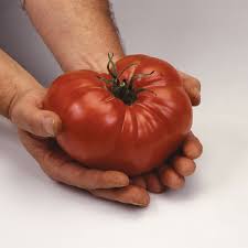 This is a great tasting tomato and i gave a plant to a friend and her whole family was impressed. Tomato Heritage Pink Brandywine Seeds From D T Brown