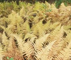 Image result for Athyrium