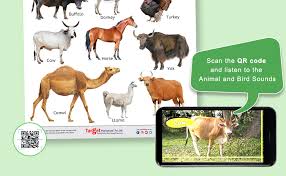 Image for domestic animals chart activities pinterest animals. Buy Jumbo Domestic Animals And Birds Chart For Kids Learn Names Of Animals And Birds At Home Or School With Educational Wall Chart For Children 39 25 X 27 25 Inch Book