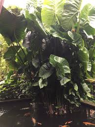 Pin By Co Barlet On La Maison De Jim Thompson Plant Leaves Plants Leaves