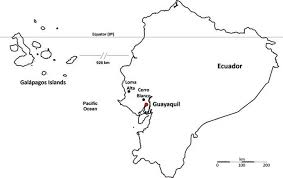 We did not find results for: 6 A Map Of Ecuador Showing The Mainland Sites Where P Downsi Has Been Download Scientific Diagram