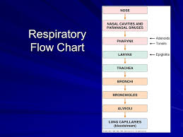 Chapter 12 Respiratory System Ppt Video Online Download