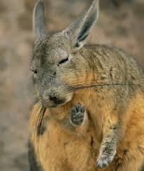 Image result for viscacha