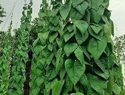 Rễ sương sâm chữa đau họng, đau lưng, đau bụng, đau dạ dày, tiêu chảy, kiết lỵ, bệnh về gan, trĩ cơ sở trại giống sương sâm chuyên sản xuất, phân phối các loại cây giống, hạt giống sương. Seeds Suong Sam Long Tropical Herb Natural Green Vine Jelly Plant Seeds Cyclea Barbata By Viablekitchenseeds Freshly Harvest Premium Quality With High Germination 30 Gardening Patio Lawn Garden Svanimal Com
