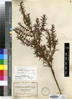 Image result for Anthospermum ammannioides