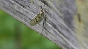 Pa Trout Fishing At Penns Creek Bugs Bring Fly Fishing