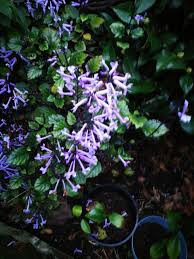 Image result for Plectranthus guruensis