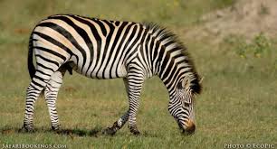 Unlike many ungulates in africa, zebras do not require short grass to graze. 5 Fascinating Facts About Plains Zebra Safaribookings
