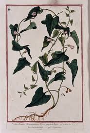 Image result for Convolvulus farinosus