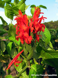 Image result for Pachystachys