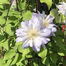 Клематис хоши но фламенко на размножении. Clematis Diamond Ball Buy Clematis Perennials Online
