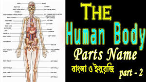 Picture, function, location, parts, definition. The Human Body Parts Name In English Bangla à¦® à¦¨à¦¬à¦¦ à¦¹ à¦° à¦… à¦¶à¦— à¦² à¦° à¦¨ à¦® Human Body Vocabulary Part 2 Youtube