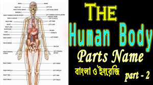 External, which means outside, describes the body parts that you can see. The Human Body Parts Name In English Bangla à¦® à¦¨à¦¬à¦¦ à¦¹ à¦° à¦… à¦¶à¦— à¦² à¦° à¦¨ à¦® Human Body Vocabulary Part 2 Youtube