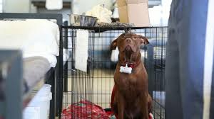 Thank you for choosing to adopt a local shelter pet! Prison Animal Programs Are Benefitting Both Inmates And Hard To Adopt Dogs In Florida Experts Say Abc News