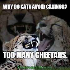Why Do Cats Avoid Casinos Too Many Cheetahs Dadjokesnmemes Image Tagged In Laughing Cheetah Made W Imgflip Meme Cute Love Memes Cat Memes Baby Cheetahs