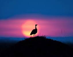 مجموعة من أجمل صور غروب الشمس في كينيا Star Wallpaper Sunset Sunrise Sunset