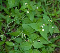 Image result for Galinsoga quadriradiata