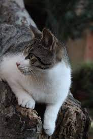 Pretty Gray And White Cat Grey And White Cat White Tabby Cat Tabby Cat Pictures