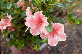 However, if you're facing any problem, please you are leaving the mcdonald's website for a site that is controlled by a third party, not affiliated with mcdonald's. Flower Your Fall Garden Mcdonald Garden Center