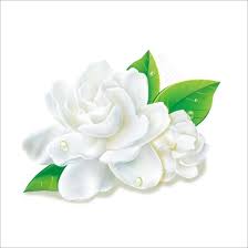 Pin On Flower