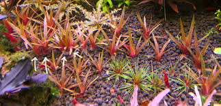 Image result for Eriocaulon