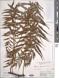 Image result for Asplenium friesiorum