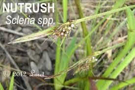 Image result for Scleria lacustris